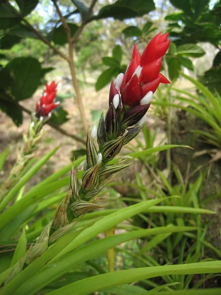 Гузмания (Guzmania)
