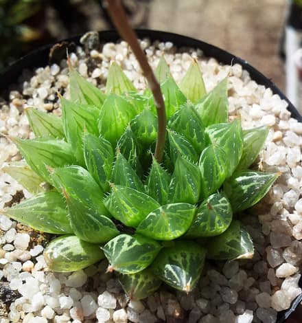 Хавортия (Haworthia)