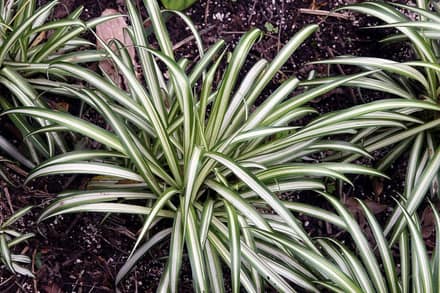 Хлорофитум (Chlorophytum comosum)
