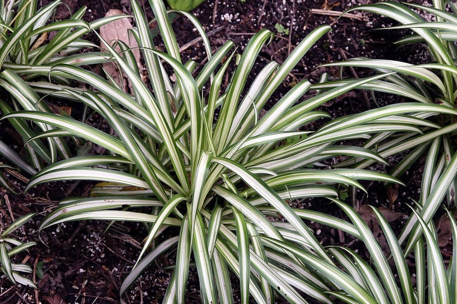 Хлорофитум (Chlorophytum comosum)