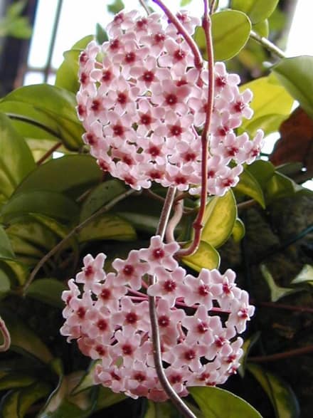 Хойя (восковой плющ) (Hoya carnosa)