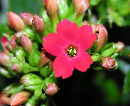 Каланхоэ (Kalanchoe blossfeldiana)