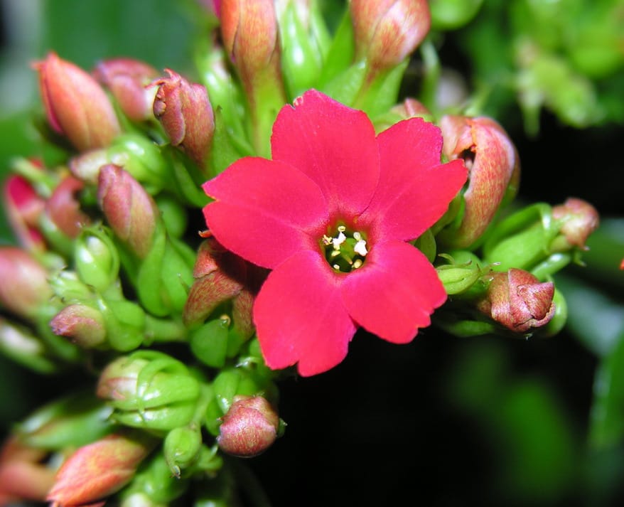 Каланхоэ (Kalanchoe blossfeldiana)