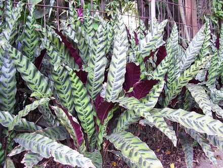 Калатея (Calathea)