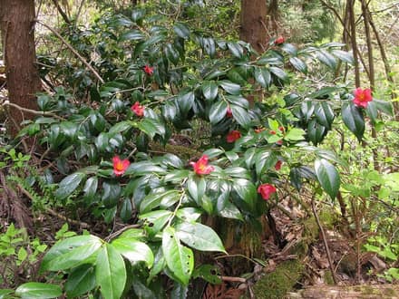 Камелия (Camellia japonica)