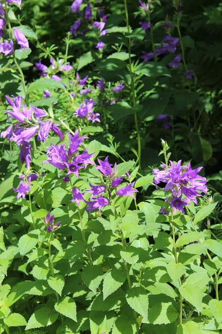 Кампанула (Campanula)