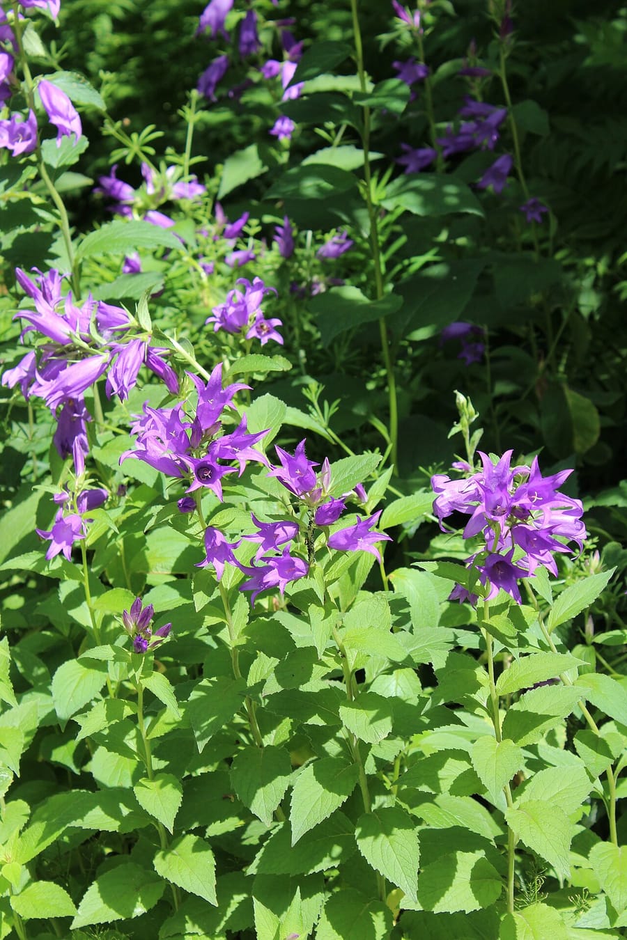 Кампанула (Campanula)