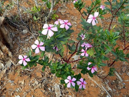 Катарантус (Catharanthus roseus)