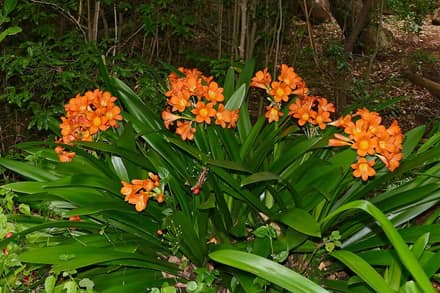 Кливия (Clivia miniata)