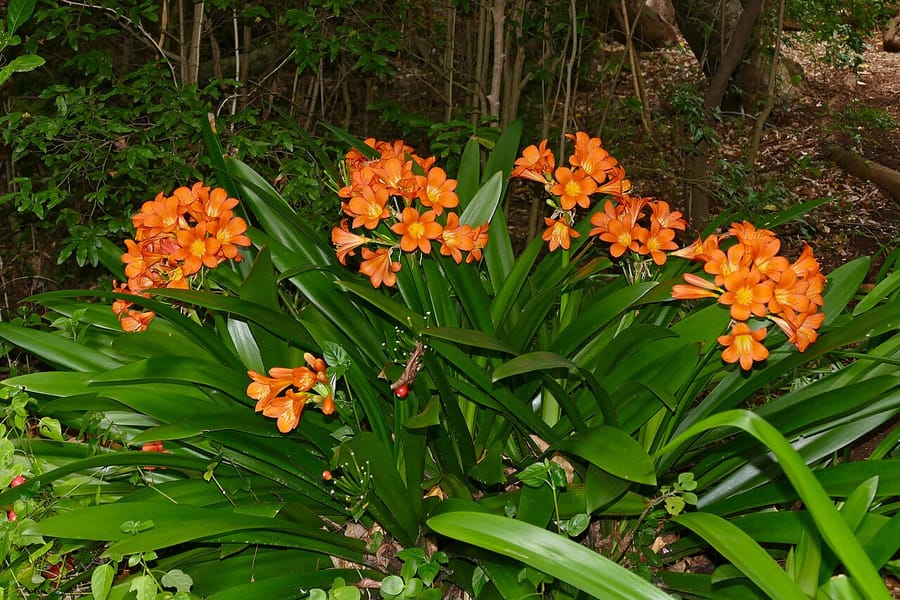 Кливия (Clivia miniata)