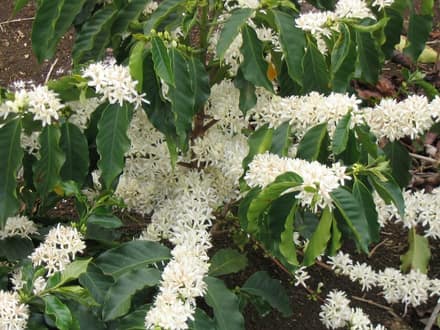 Кофейное дерево (Coffea arabica)