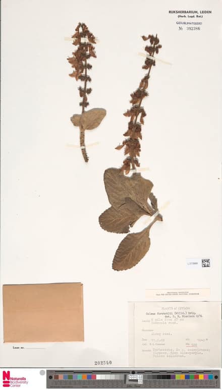 Колеус (Coleus)