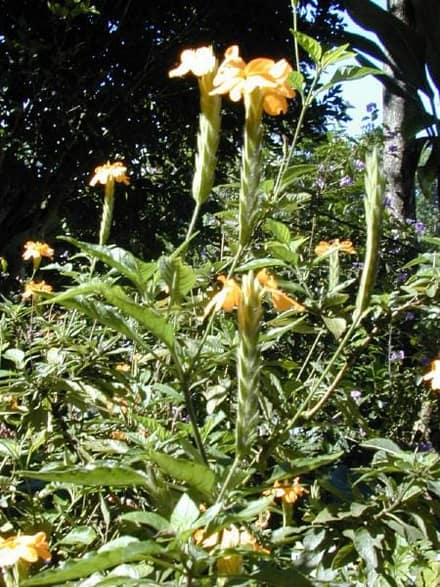 Кроссандра (Crossandra infundibuliformis)