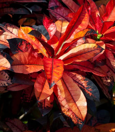 Кротон (кодиеум) (Codiaeum variegatum)