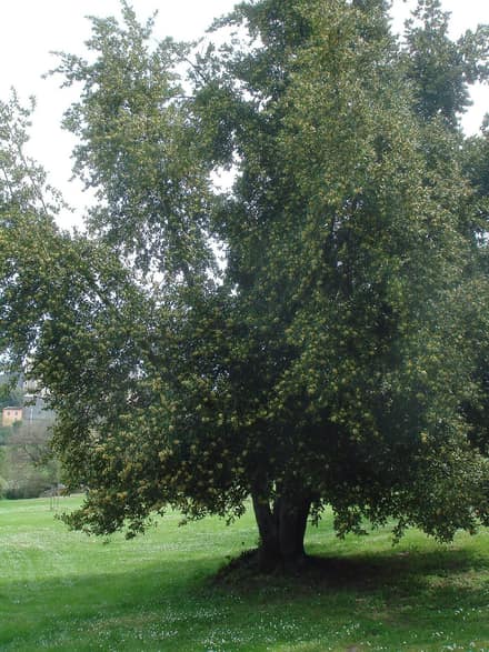 Лавр благородный (Laurus nobilis)