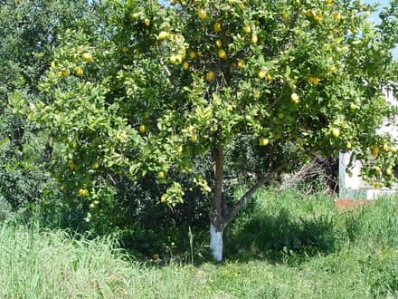 Лимон комнатный (Citrus limon)