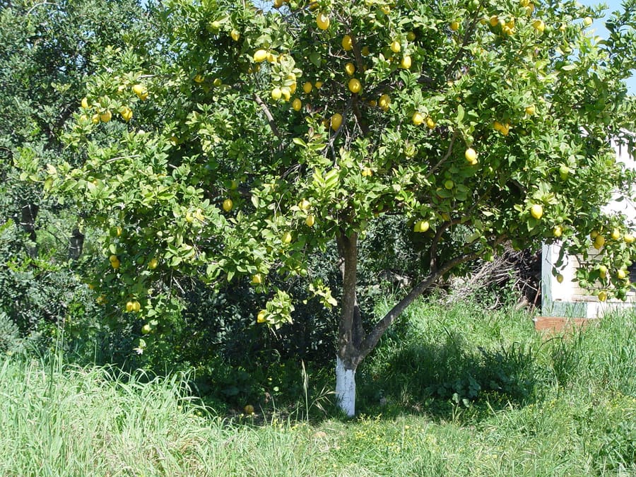 Лимон комнатный (Citrus limon)