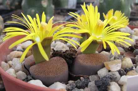 Литопс (живые камни) (Lithops)