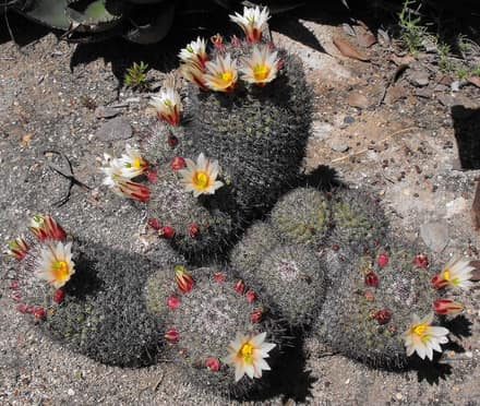 Маммиллярия (Mammillaria)