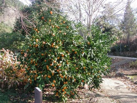 Мандарин комнатный (Citrus reticulata)