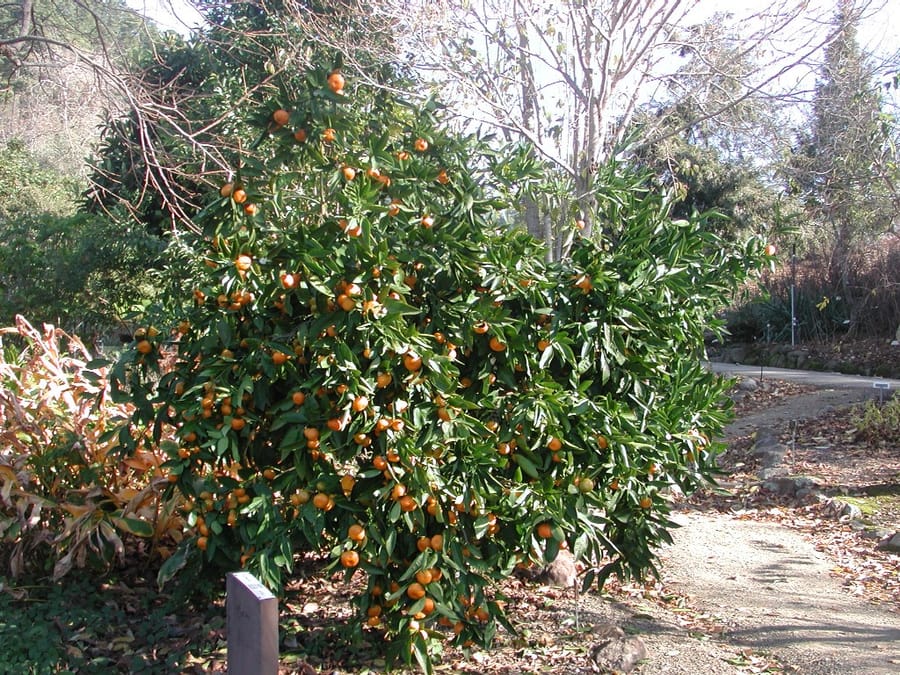 Мандарин комнатный (Citrus reticulata)