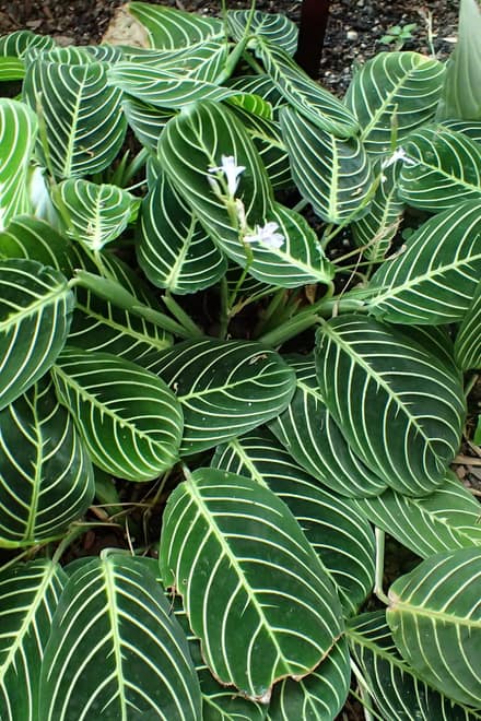 Маранта (Maranta leuconeura)