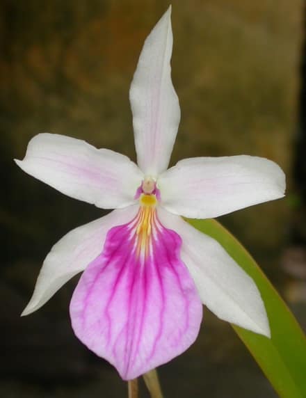 Орхидея мильтония (Miltonia)