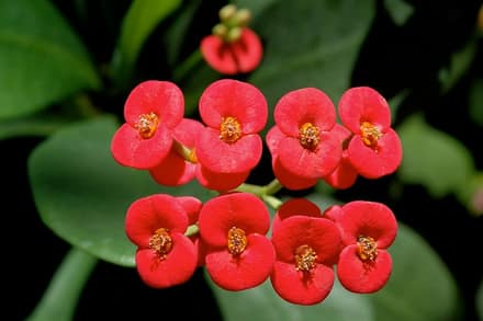 Молочай Миля (Euphorbia milii)
