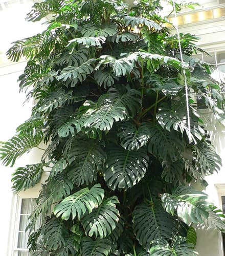 Монстера (Monstera deliciosa)