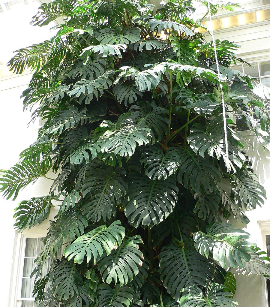 Монстера (Monstera deliciosa)