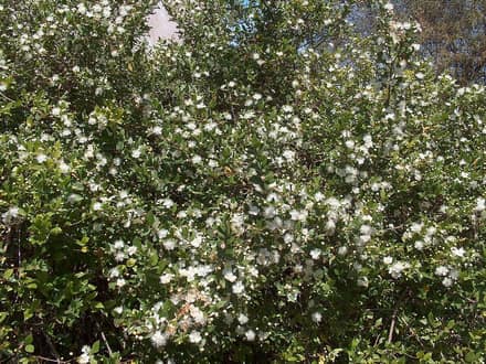 Мирт (Myrtus communis)