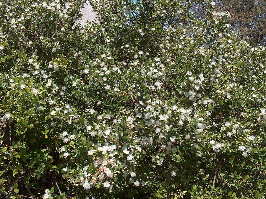 Мирт (Myrtus communis)