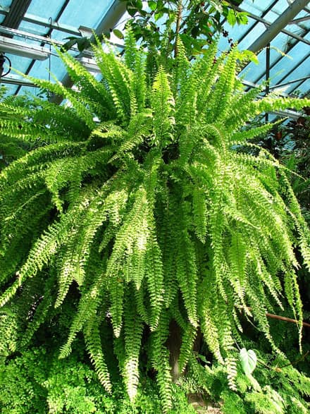 Папоротник нефролепис (Nephrolepis exaltata)