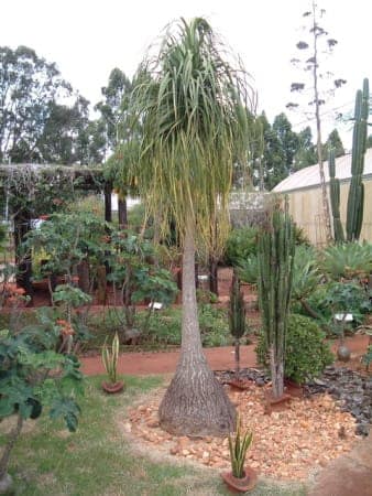 Нолина (бокарнея) (Beaucarnea recurvata)