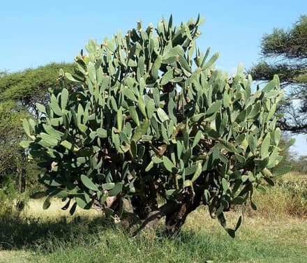 Опунция (Opuntia)