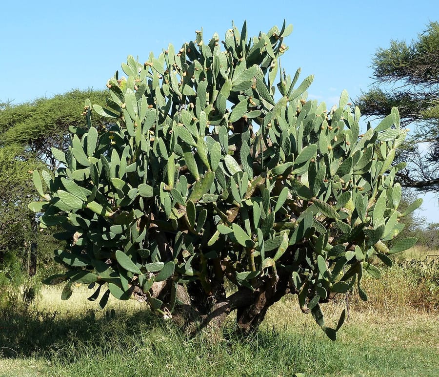 Опунция (Opuntia)