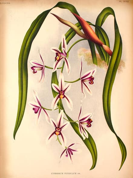 Орхидея цимбидиум (Cymbidium)