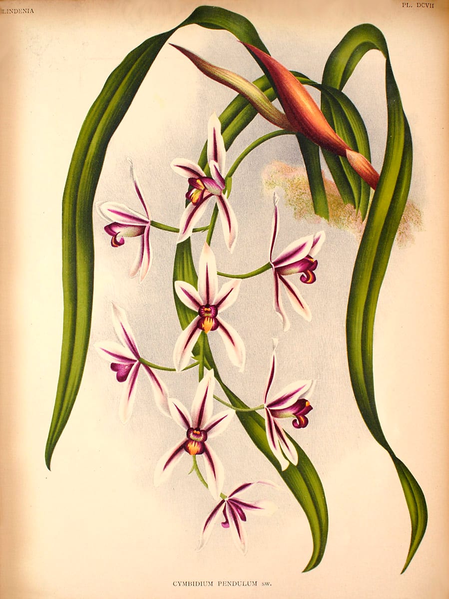Орхидея цимбидиум (Cymbidium)