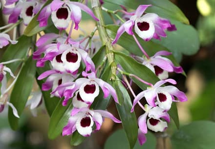 Орхидея дендробиум (Dendrobium nobile)