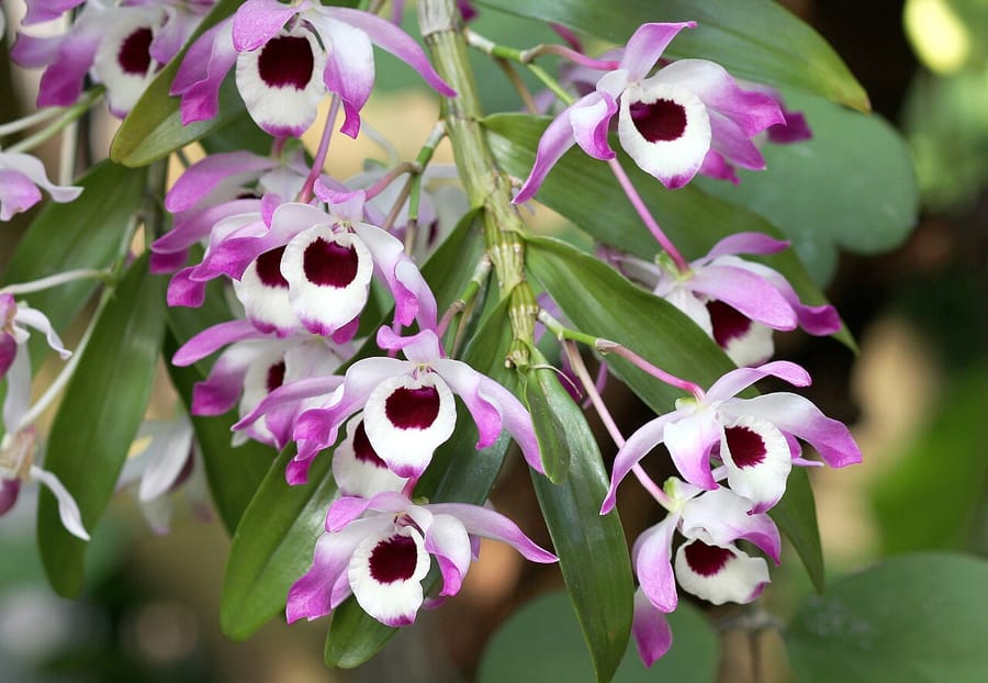 Орхидея дендробиум (Dendrobium nobile)