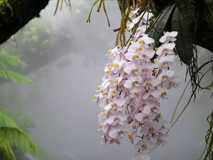 Орхидея фаленопсис (Phalaenopsis)
