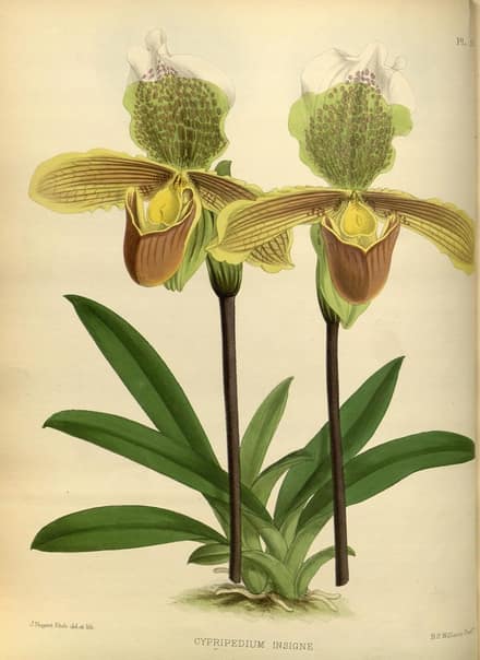 Венерин башмачок (пафиопедилум) (Paphiopedilum)