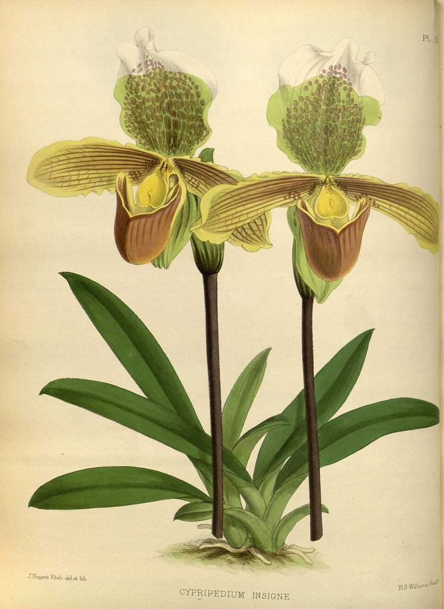 Венерин башмачок (пафиопедилум) (Paphiopedilum)