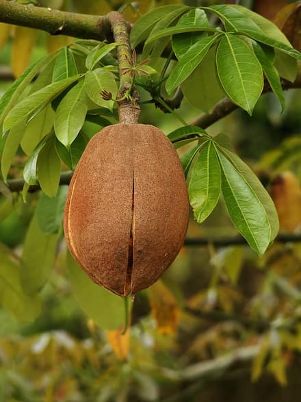 Пахира (Pachira aquatica)