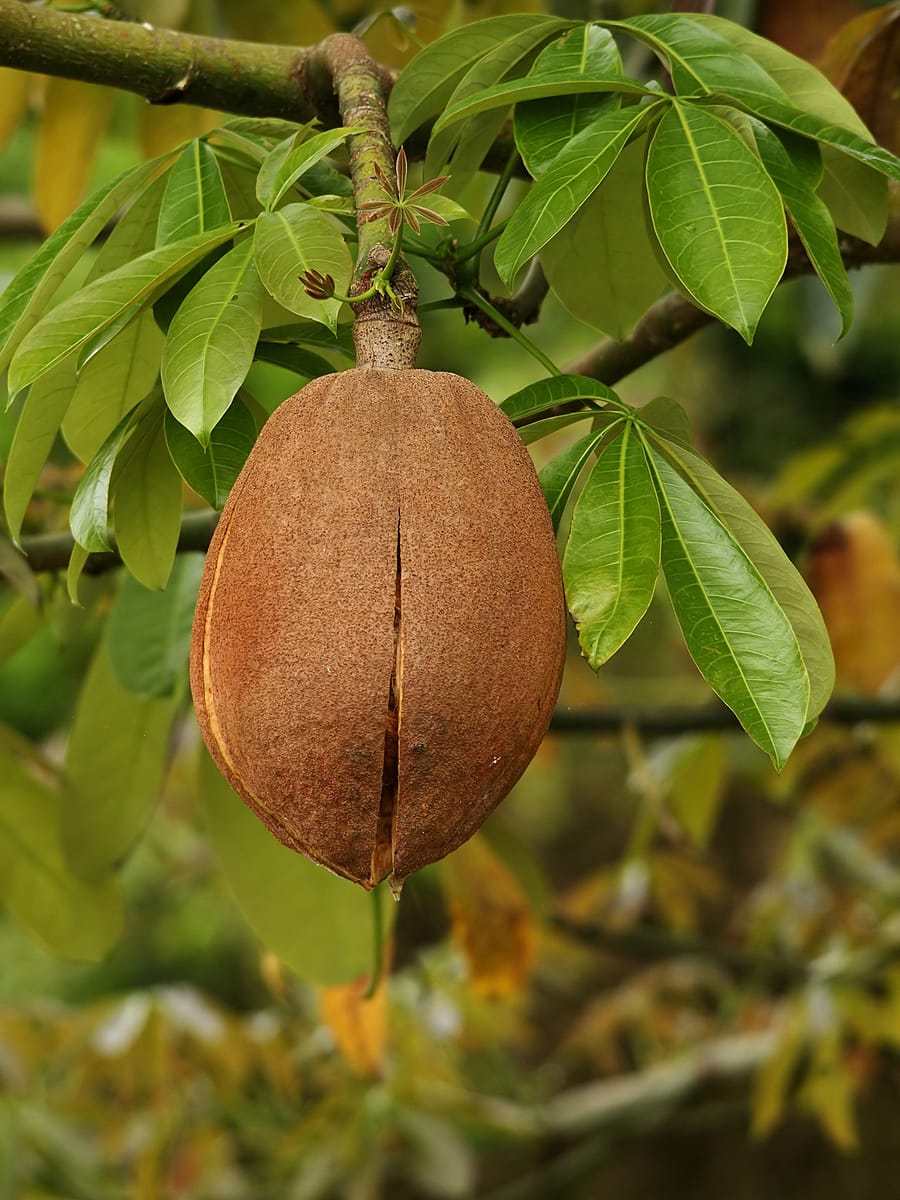 Пахира (Pachira aquatica)