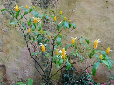 Пахистахис (Pachystachys lutea)