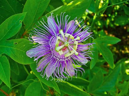 Пассифлора (Passiflora)