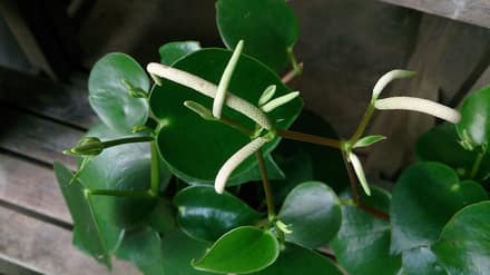 Пеперомия (Peperomia)