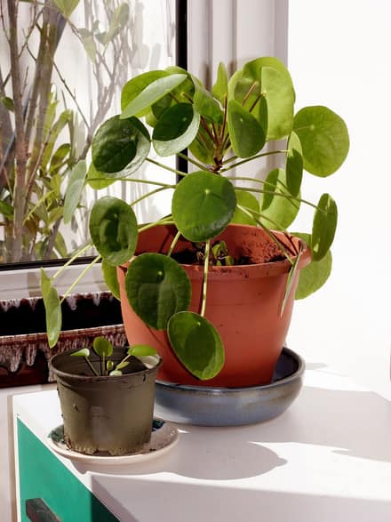 Пилея (Pilea peperomioides)