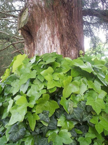 Плющ (хедера) (Hedera helix)